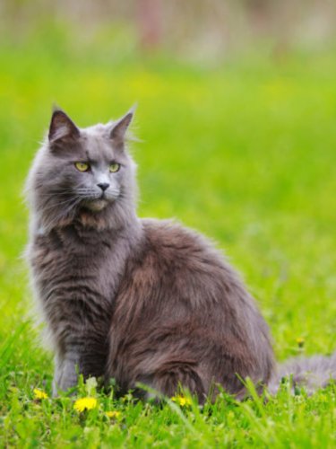 A Complete Price Guide for Maine Coon Cats Story