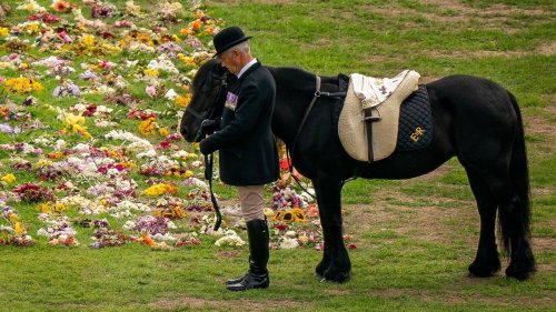 Lieblingspony der Queen: Emma zum „Horse of a Lifetime“ gewählt