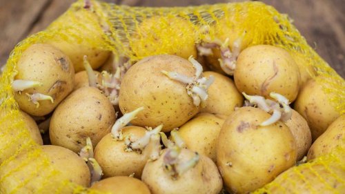 Keimende Kartoffeln: Giftig oder bedenkenlos essbar?