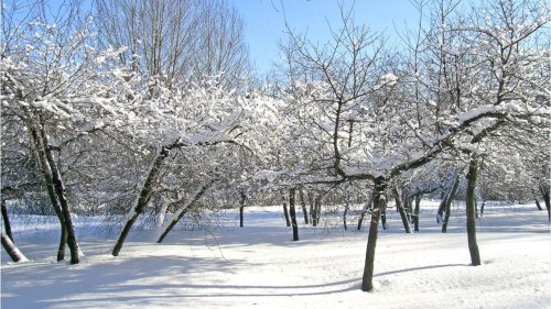 Gärtnern in den Wintermonaten: Diese Aufgaben stehen an