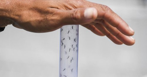 Tropenkrankheit: Rekord-Dengue-Saison in Lateinamerika und der Karibik droht