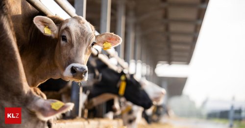 Faktencheck zur Maul- und Klauenseuche und ihren Gefahren