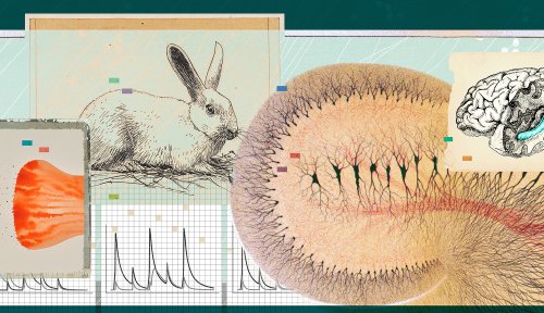 Knowable Magazine - cover