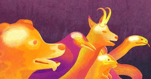 They call it stupid hot for a reason: Heat muddles animal brains