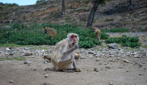 It's not just us: Other animals change their social habits in old age