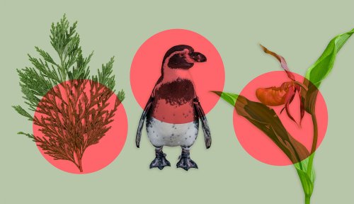 The deep roots and fragile future of biodiversity