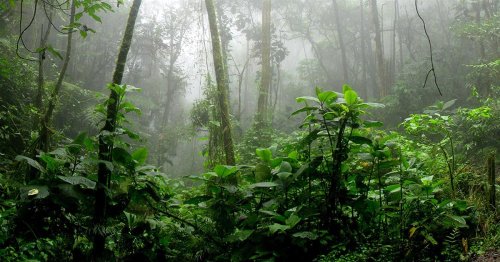 A new history for the tropical forests of the Americas