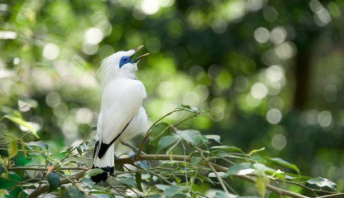 The lucrative bird-singing contests that are pushing species to the brink