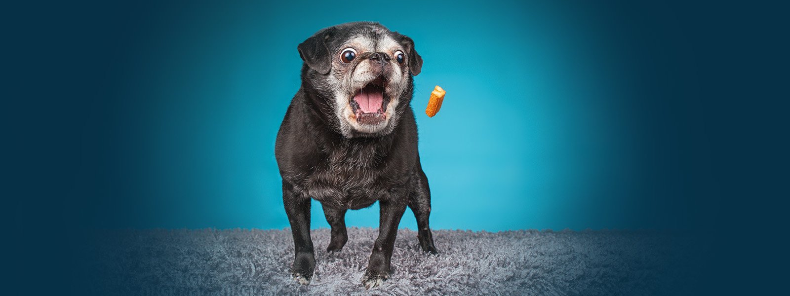Inside the brains of aging dogs