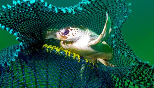 How new fishing tech can reduce bycatch of turtles and other creatures