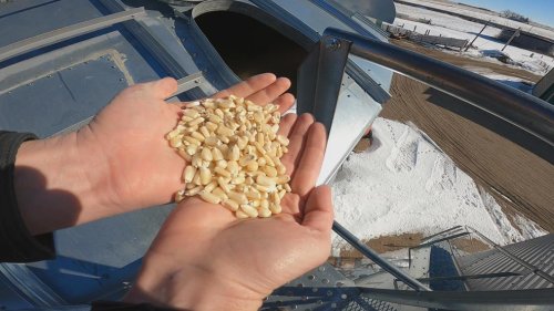 Corn dispute with Mexico escalates, Nebraska farmers push for accountability