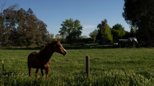 Motorcyclist dead after colliding with horse