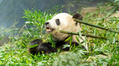 Panda-monium 2.0? New pair possibly headed to DC after China extends San Diego diplomacy