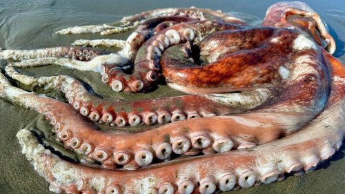 Giant Pacific Octopus Washes Up On California Beach | Flipboard