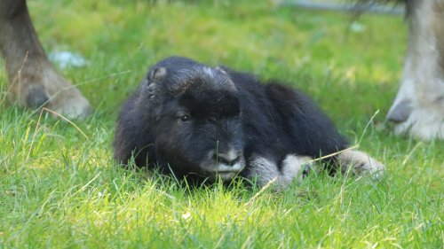 Help name Point Defiance Zoo and Aquarium's newest tundra trotter: An adorable muskox calf