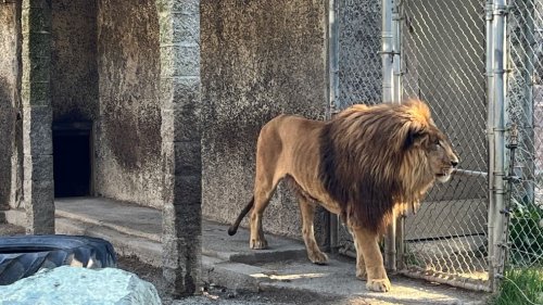 Animal welfare investigation leads to seizure of 310 animals in Oregon