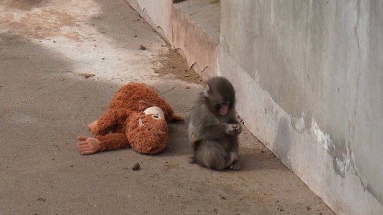 On a des nouvelles de Punch le petit singe