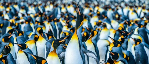 8 Pinguin Arten, die Du in der Antarktis sehen kannst!