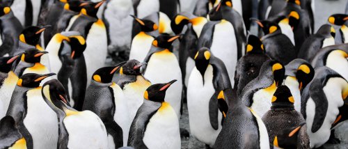 16 besondere Tiere, die Du in der Antarktis sehen kannst