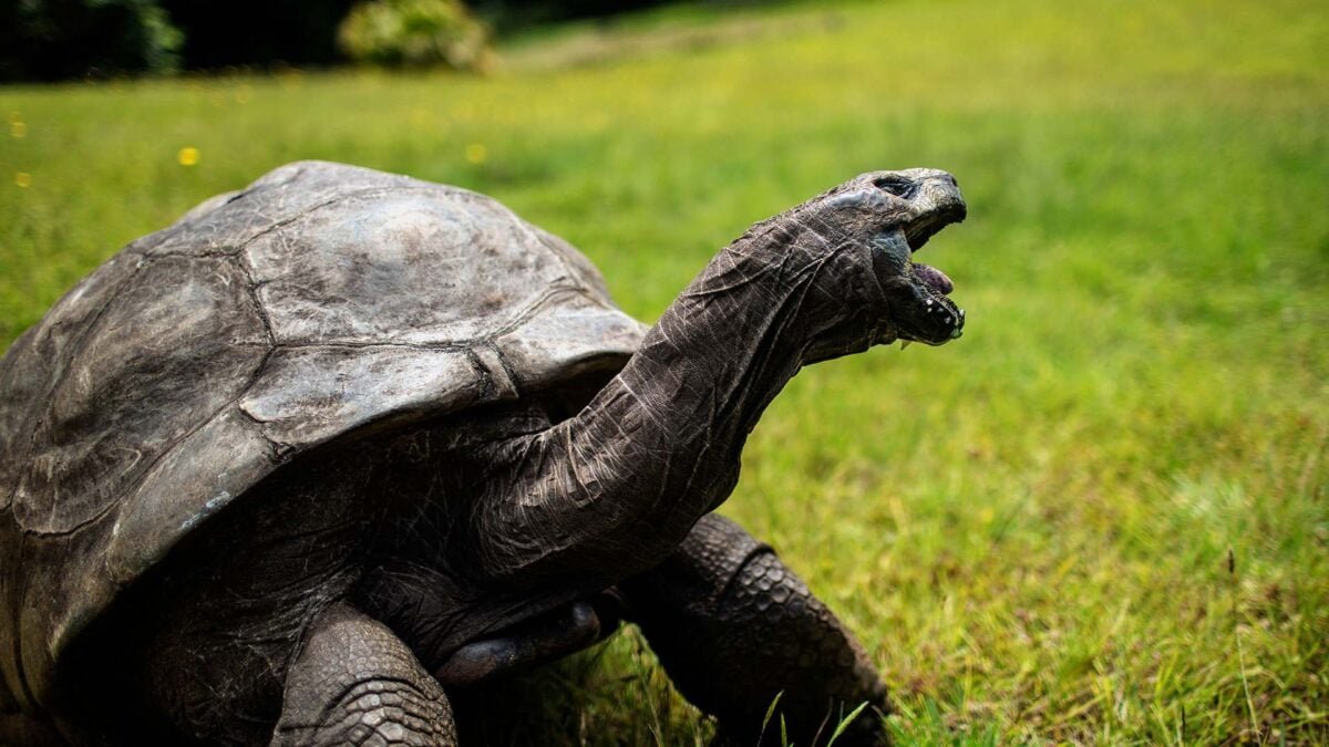 World's Oldest Tortoise Isn't Dead, That Was Just A Bad Prank