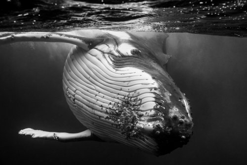 Striking B&W photos of humpback whales