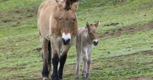 Safari Park welcomes newborn Przewalski's horse, first for the park since 2014
