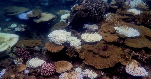 Coral reefs can't keep up with climate change. So scientists are speeding up evolution