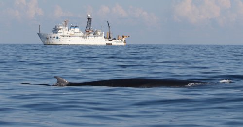 U.S. exempts oil industry from protecting Gulf animals, for 'national security' | Flipboard