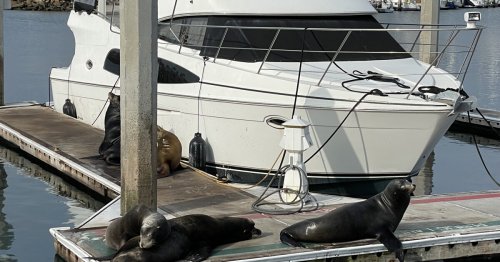 In the Oceanside Harbor sea lions are getting too comfortable