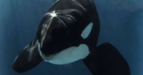 20-year-old SeaWorld orca dies after suffering infection