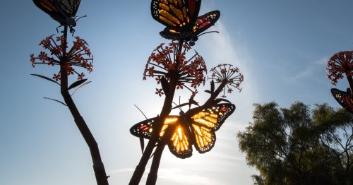 'Glass in Flight': A dance of light and colors at Carlsbad Flower Fields