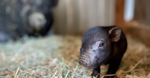 Fate of more Than 100 pet pigs abandoned in Santa Ysabel still unclear