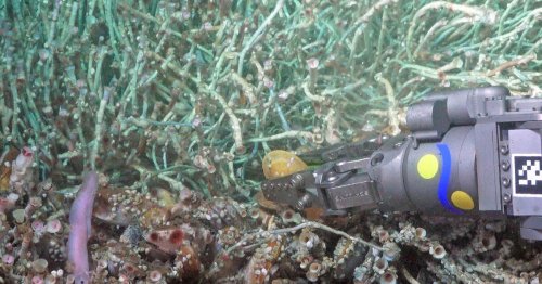 San Diego scientists identify new fish species 6,000 feet under the sea