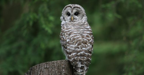 Destroying endangered species' habitat wouldn't count as 'harm' under proposed Trump rule