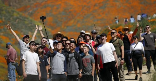 'Super bloom' swarms force California city to say no more