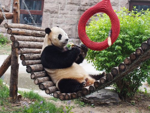SF Zoo Says It’s On Track for Pandas Since ‘There’s No Tariffs on Endangered Species’
