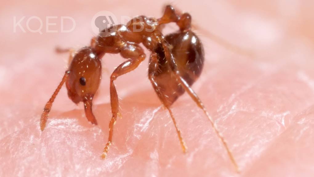 Fire Ants Turn Their Babies into a Stinging Life Raft | KQED