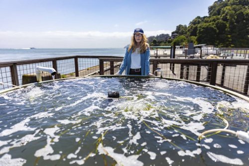 A Unique San Francisco Bay Marine Lab Faces Closure. It Has Days to Raise Millions