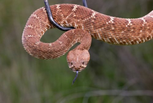 Rattlesnakes in the Bay Area: Why Parks Officials Are Warning Hikers (Plus, What to Do if You're Bitten)