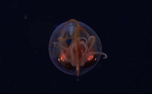 Palo Alto Scientists Just Caught a Colossal Squid on Camera (Finally!)