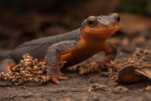 The Newt Normal: How Will These Remarkable Animals Survive in Extreme Climates?
