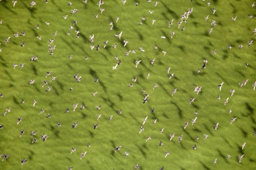 Migratory Birds Return As Salt Ponds Heal: Documenting a Damaged World in Transition | KQED
