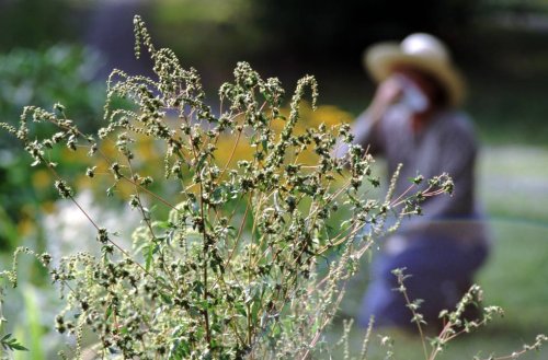 What Are Your Allergy Season Questions?