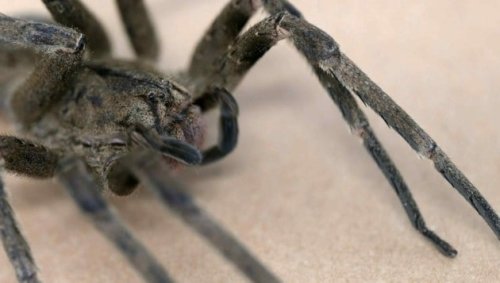 Wird Gel aus Spinnengift Konkurrenz für Viagra?