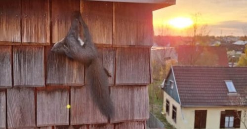 Florianijünger retteten eingeklemmtes Eichhörnchen