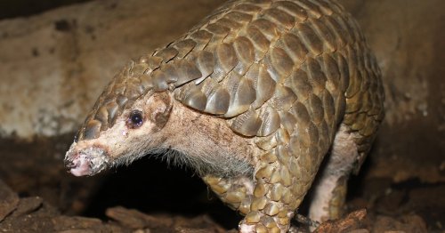 Schuppentiere ziehen in den Tiergarten Schönbrunn