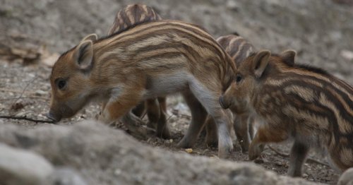Grunzender Nachwuchs im Innsbrucker Alpenzoo