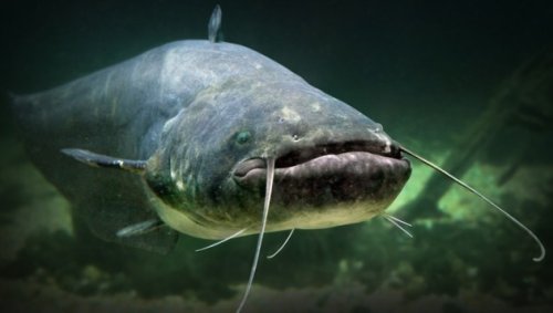Hobby-Angler zieht riesigen Wels aus Gardasee