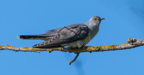 Vogelschutz-Organisation bittet um Mithilfe