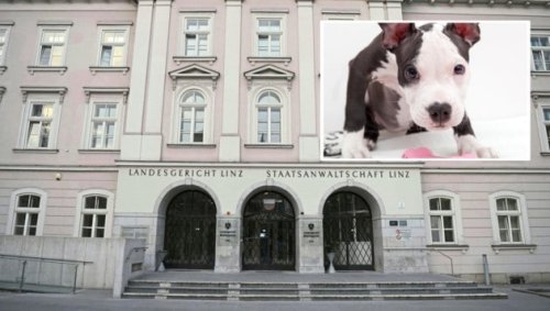 Mit Holzlatte und Eisenstange Hunde malträtiert